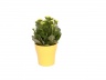 Plant Rosalina afbeelding 2