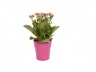 Plant Rosalina afbeelding 4