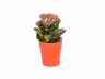 Plant Rosalina afbeelding 5